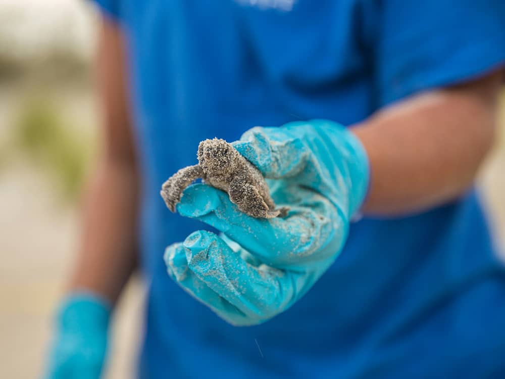 Saving sea turtle hatchlings with the latest in technology